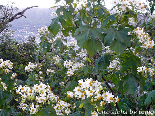 タンタラスの丘の花2